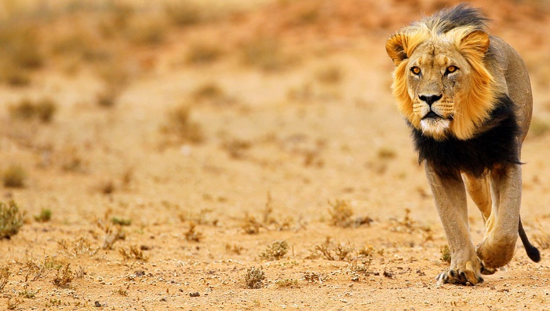 Những chú sư tử Kalahari